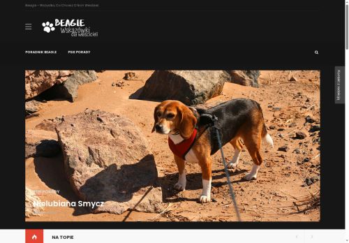 beagle24.pl