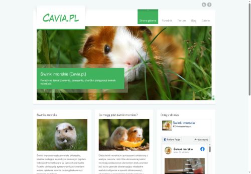 cavia.pl